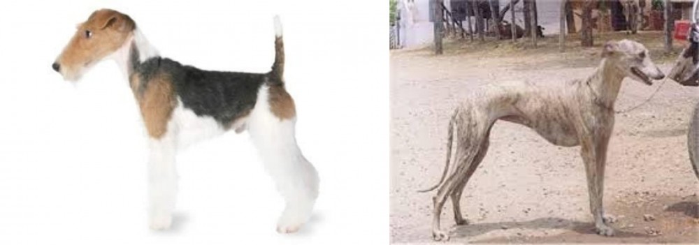 Rampur Greyhound vs Fox Terrier - Breed Comparison