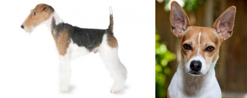 Rat Terrier vs Fox Terrier - Breed Comparison
