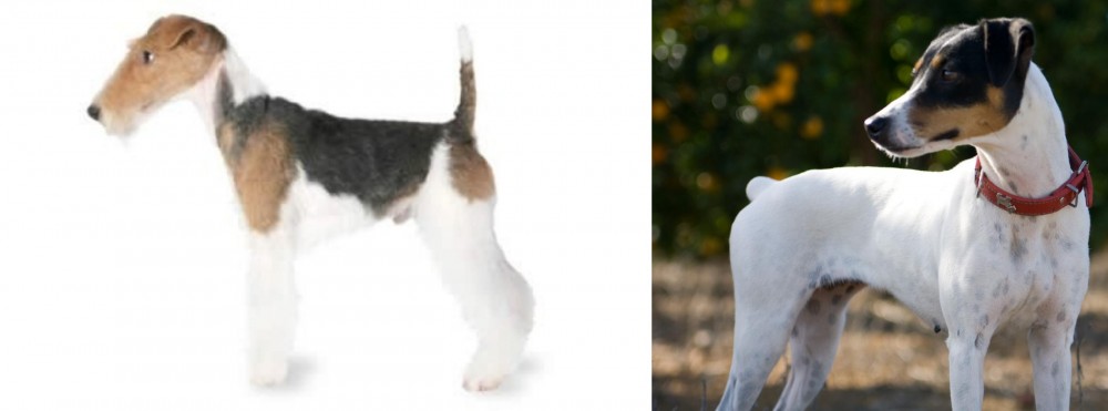 Ratonero Bodeguero Andaluz vs Fox Terrier - Breed Comparison