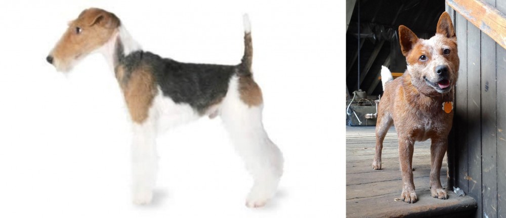 Red Heeler vs Fox Terrier - Breed Comparison