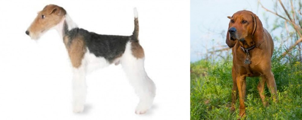 Redbone Coonhound vs Fox Terrier - Breed Comparison