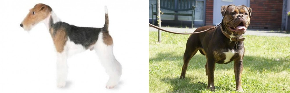 Renascence Bulldogge vs Fox Terrier - Breed Comparison