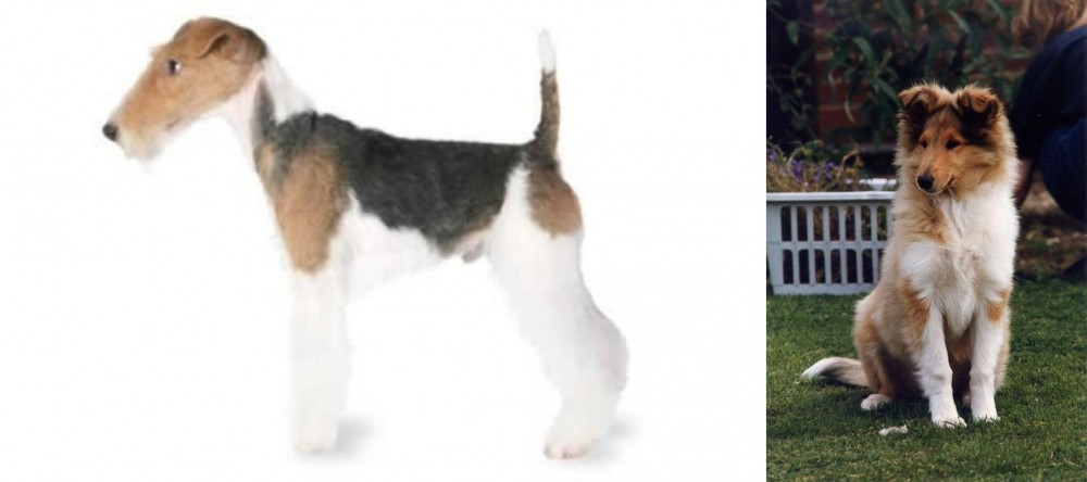 Rough Collie vs Fox Terrier - Breed Comparison