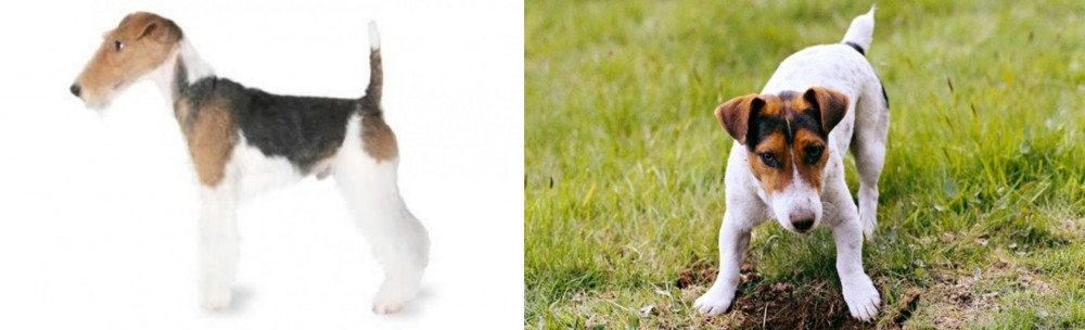 Russell Terrier vs Fox Terrier - Breed Comparison