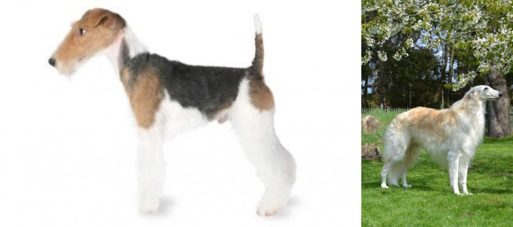 Russian Hound vs Fox Terrier - Breed Comparison