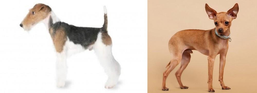 Russian Toy Terrier vs Fox Terrier - Breed Comparison