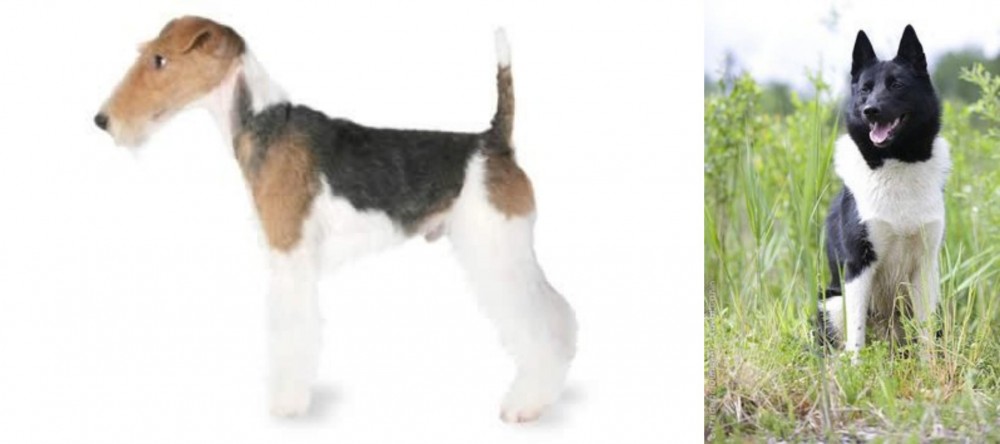 Russo-European Laika vs Fox Terrier - Breed Comparison