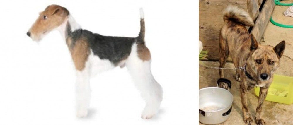 Ryukyu Inu vs Fox Terrier - Breed Comparison