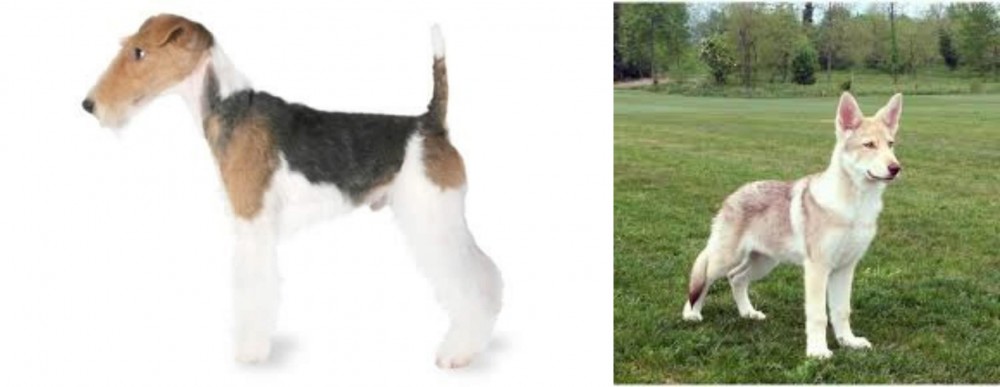 Saarlooswolfhond vs Fox Terrier - Breed Comparison