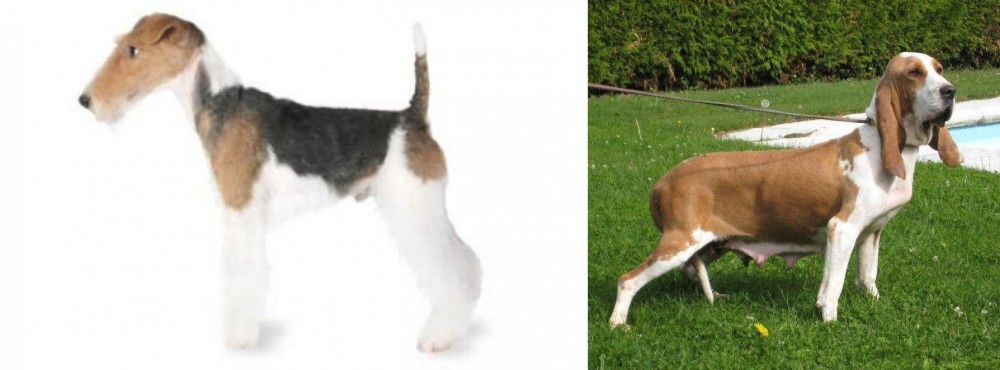 Sabueso Espanol vs Fox Terrier - Breed Comparison