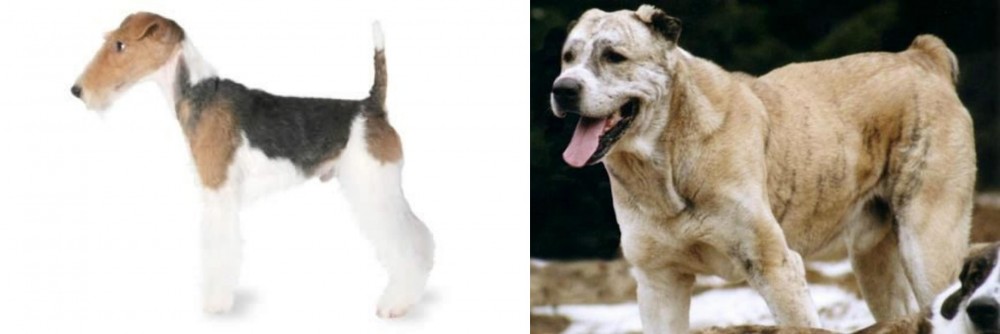 Sage Koochee vs Fox Terrier - Breed Comparison