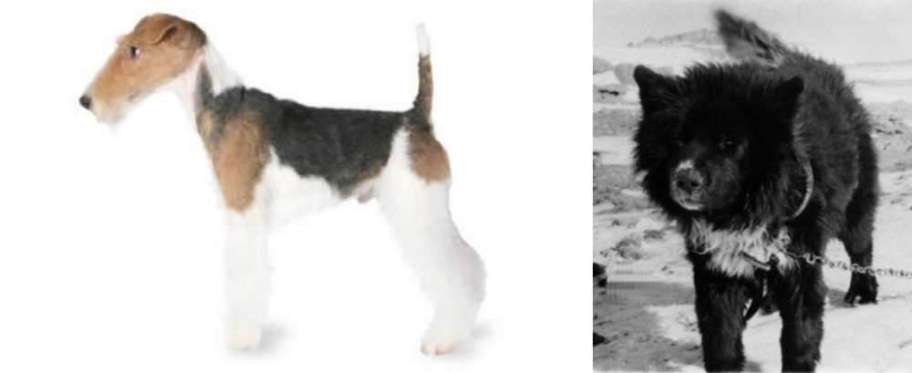 Sakhalin Husky vs Fox Terrier - Breed Comparison
