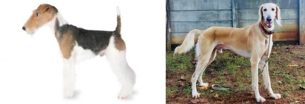 Saluki vs Fox Terrier - Breed Comparison