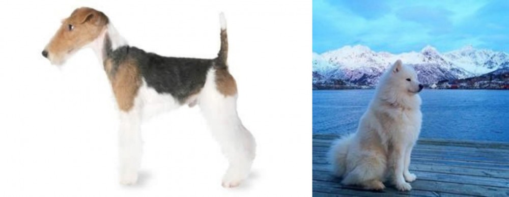Samoyed vs Fox Terrier - Breed Comparison