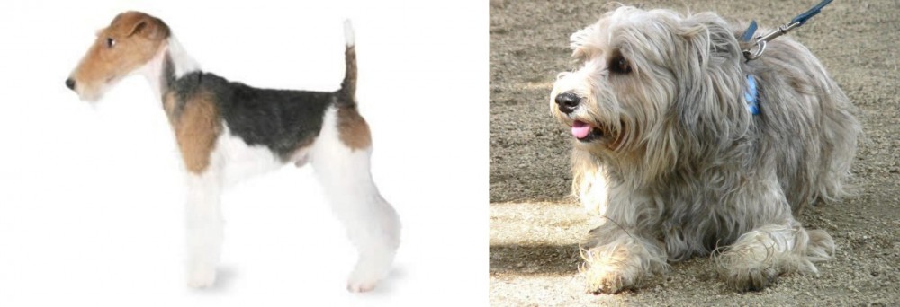 Sapsali vs Fox Terrier - Breed Comparison