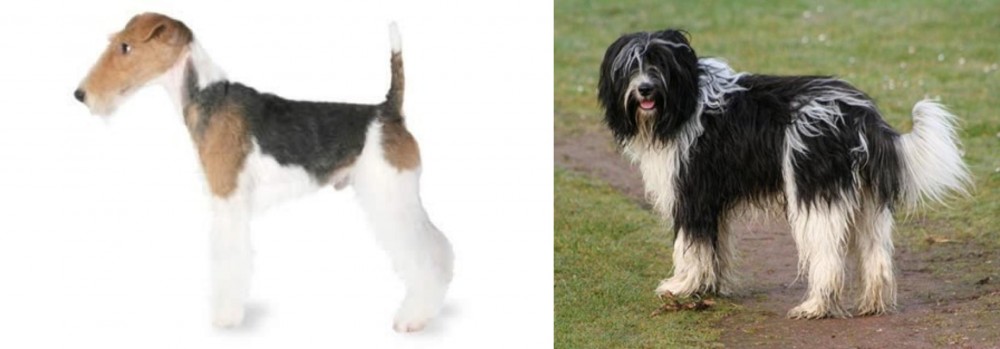 Schapendoes vs Fox Terrier - Breed Comparison