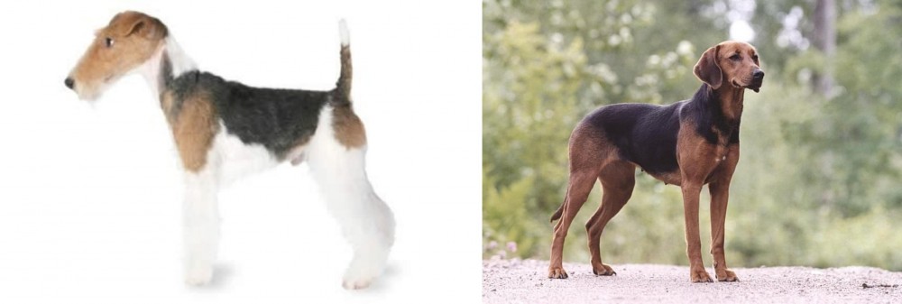 Schillerstovare vs Fox Terrier - Breed Comparison