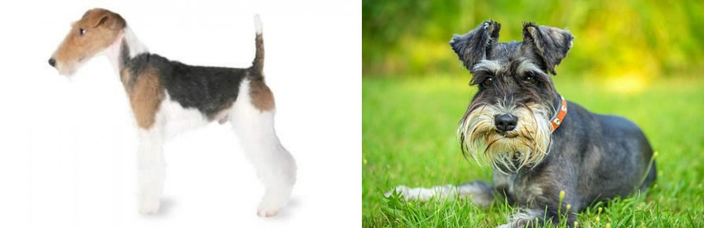 Schnauzer vs Fox Terrier - Breed Comparison