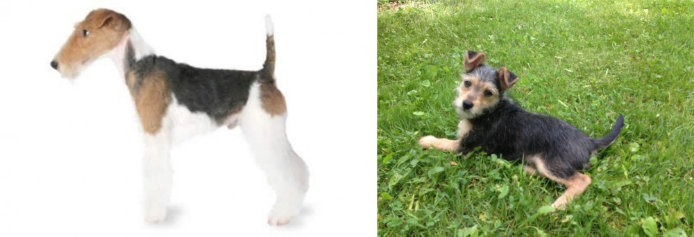 Schnorkie vs Fox Terrier - Breed Comparison