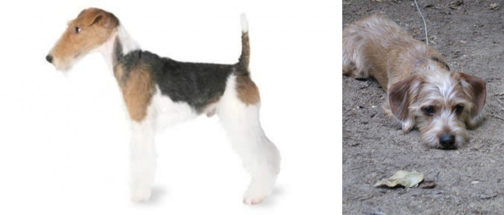 Schweenie vs Fox Terrier - Breed Comparison