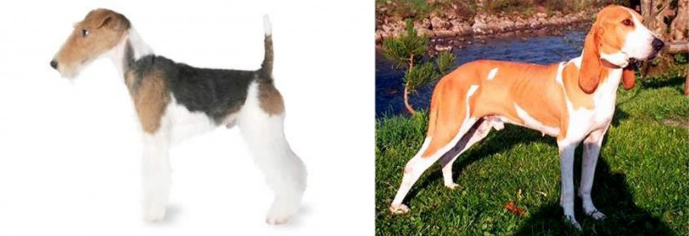 Schweizer Laufhund vs Fox Terrier - Breed Comparison