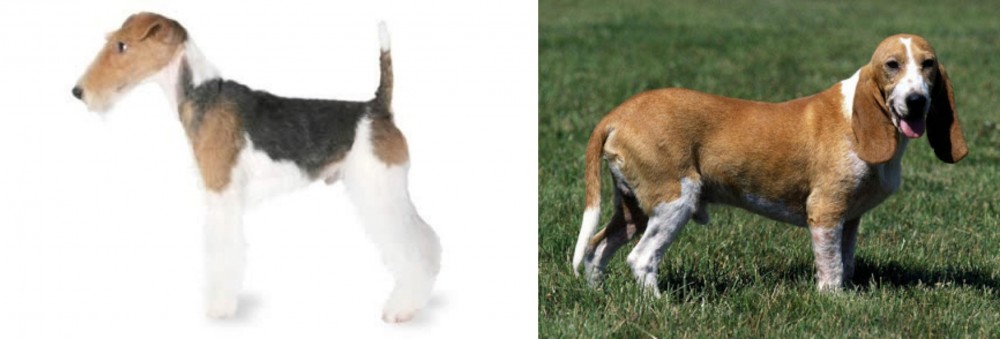 Schweizer Niederlaufhund vs Fox Terrier - Breed Comparison