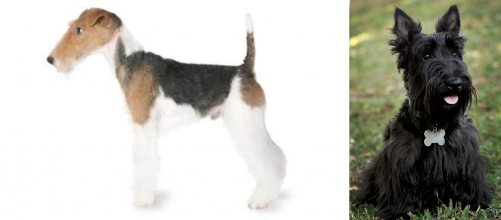 Scoland Terrier vs Fox Terrier - Breed Comparison