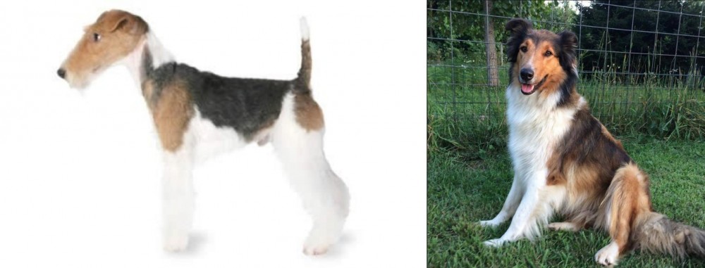 Scotch Collie vs Fox Terrier - Breed Comparison