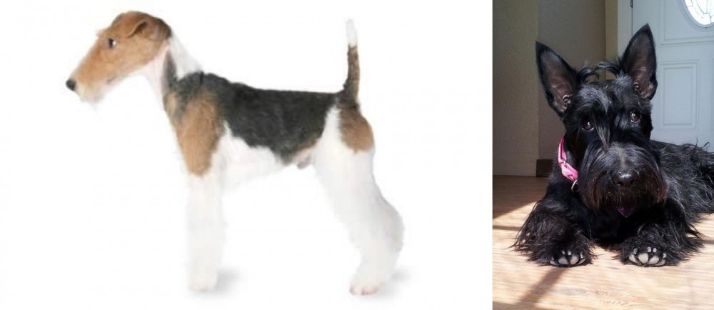 Scottish Terrier vs Fox Terrier - Breed Comparison