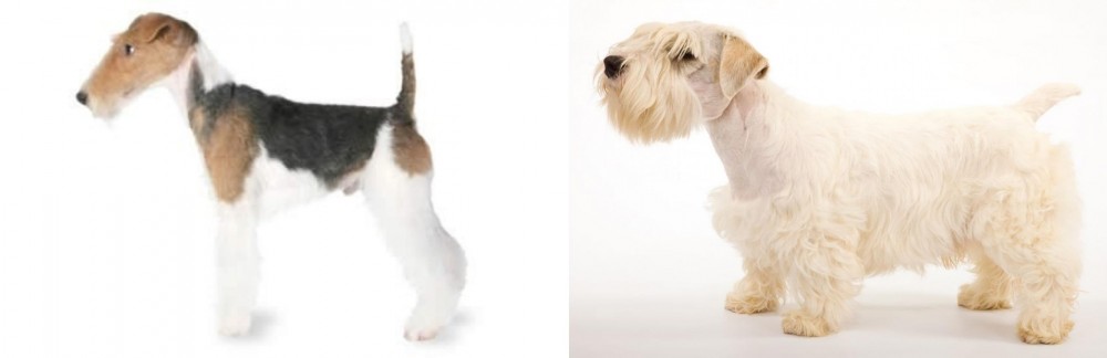 Sealyham Terrier vs Fox Terrier - Breed Comparison