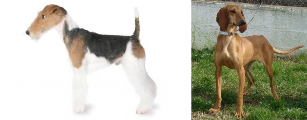 Segugio Italiano vs Fox Terrier - Breed Comparison