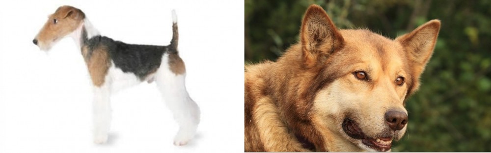 Seppala Siberian Sleddog vs Fox Terrier - Breed Comparison