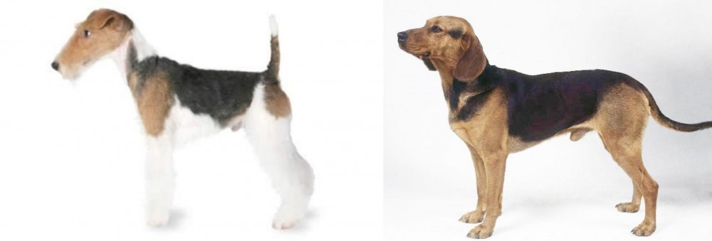 Serbian Hound vs Fox Terrier - Breed Comparison