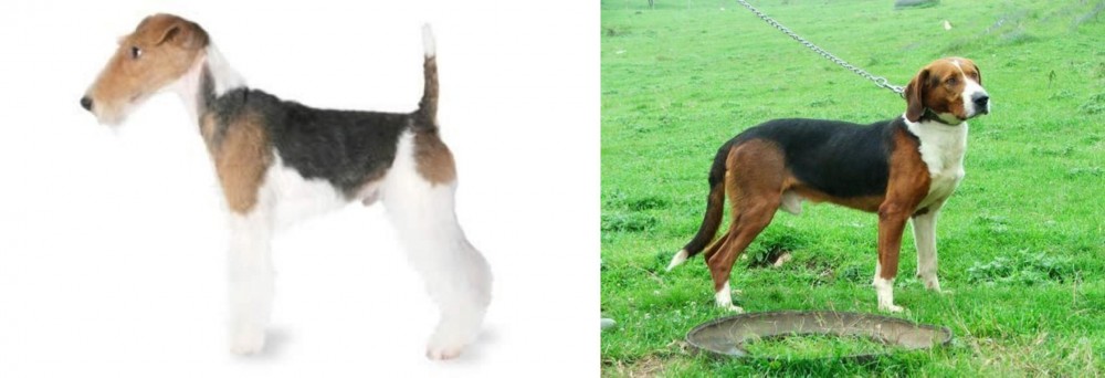 Serbian Tricolour Hound vs Fox Terrier - Breed Comparison