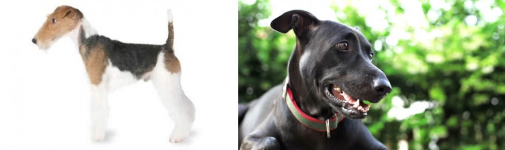 Shepard Labrador vs Fox Terrier - Breed Comparison