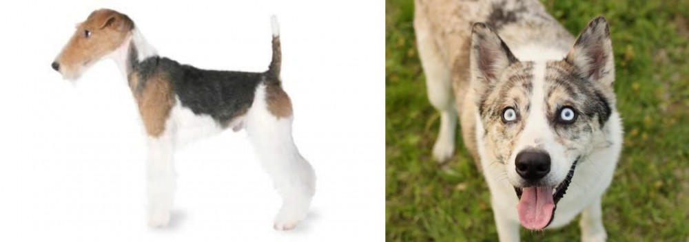 Shepherd Husky vs Fox Terrier - Breed Comparison