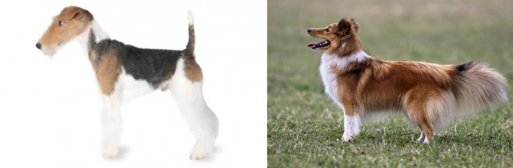 Shetland Sheepdog vs Fox Terrier - Breed Comparison