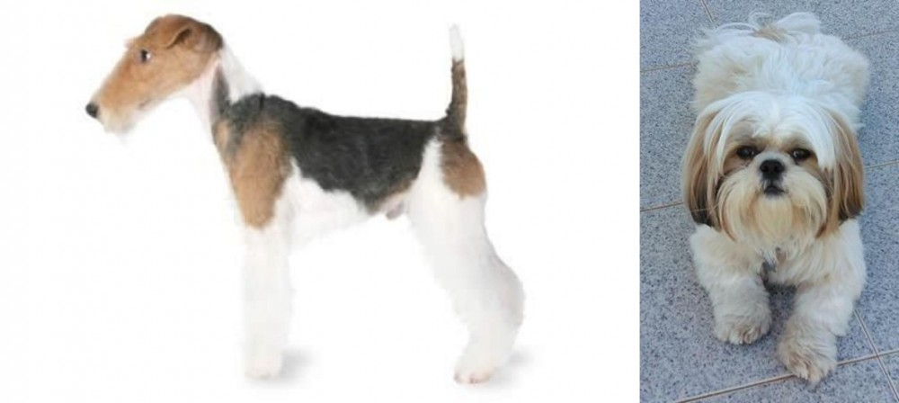 Shih Tzu vs Fox Terrier - Breed Comparison