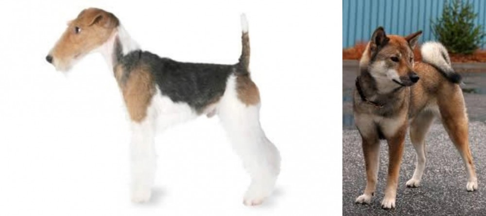 Shikoku vs Fox Terrier - Breed Comparison