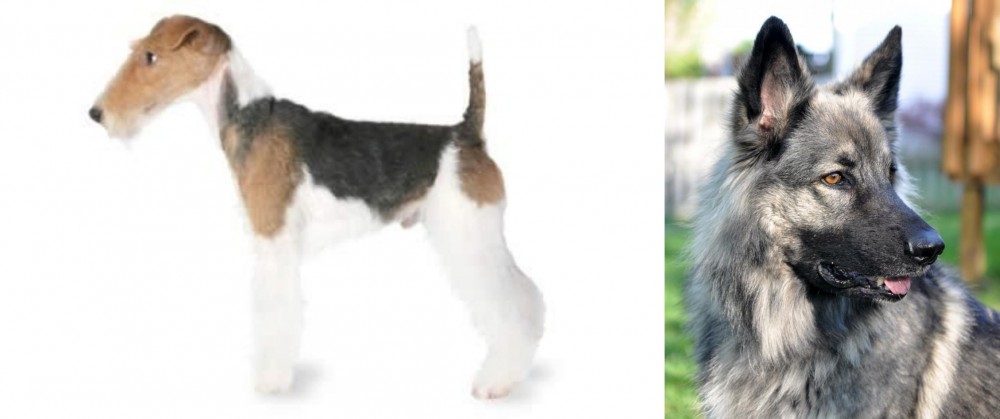Shiloh Shepherd vs Fox Terrier - Breed Comparison