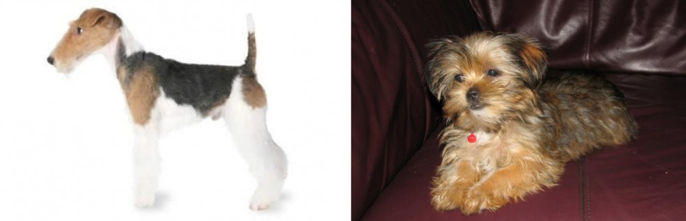 Shorkie vs Fox Terrier - Breed Comparison
