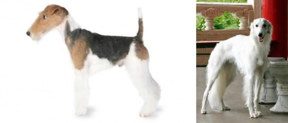 Silken Windhound vs Fox Terrier - Breed Comparison