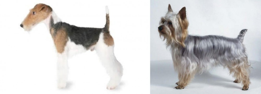 Silky Terrier vs Fox Terrier - Breed Comparison