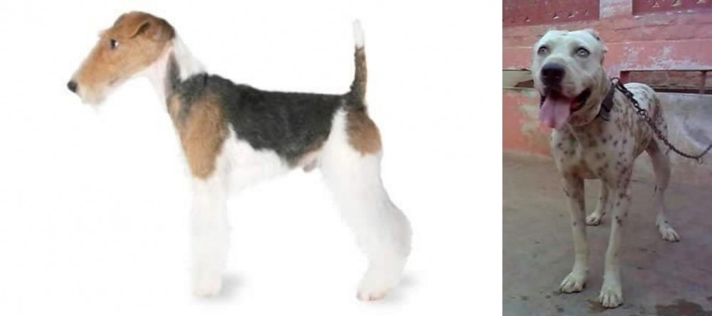 Sindh Mastiff vs Fox Terrier - Breed Comparison