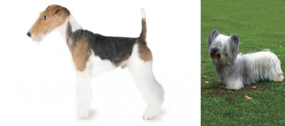 Skye Terrier vs Fox Terrier - Breed Comparison