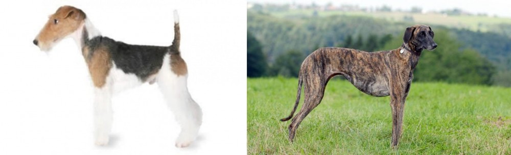 Sloughi vs Fox Terrier - Breed Comparison