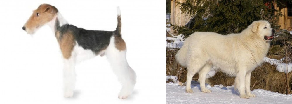 Slovak Cuvac vs Fox Terrier - Breed Comparison