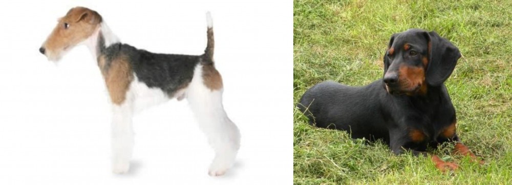 Slovakian Hound vs Fox Terrier - Breed Comparison