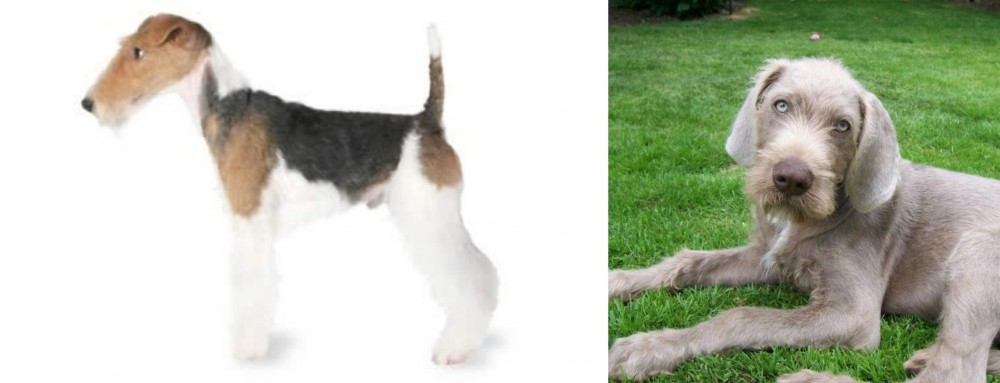 Slovakian Rough Haired Pointer vs Fox Terrier - Breed Comparison