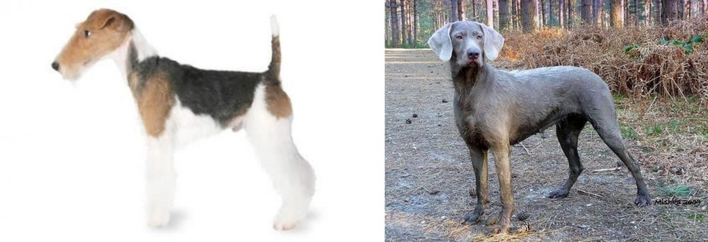 Slovensky Hrubosrsty Stavac vs Fox Terrier - Breed Comparison